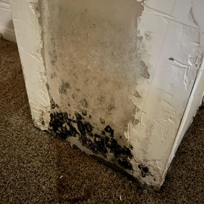 Professional Mold Removal in Haywood County, NC